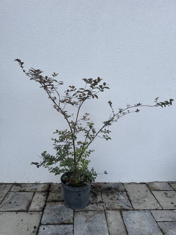 Kínai selyemmirtusz – Lagerstroemia indica Meglepetés szín