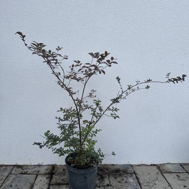 Kínai selyemmirtusz – Lagerstroemia indica Meglepetés szín