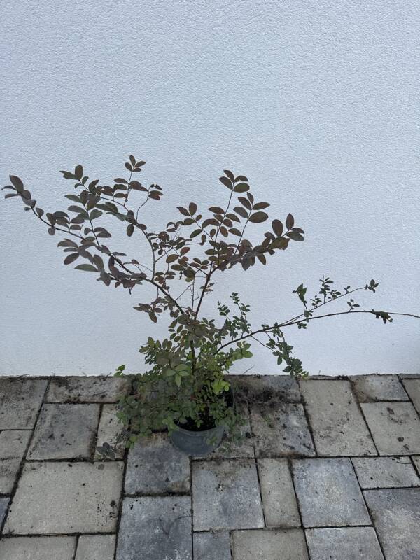 Kínai selyemmirtusz – Lagerstroemia indica Meglepetés szín - Image 2