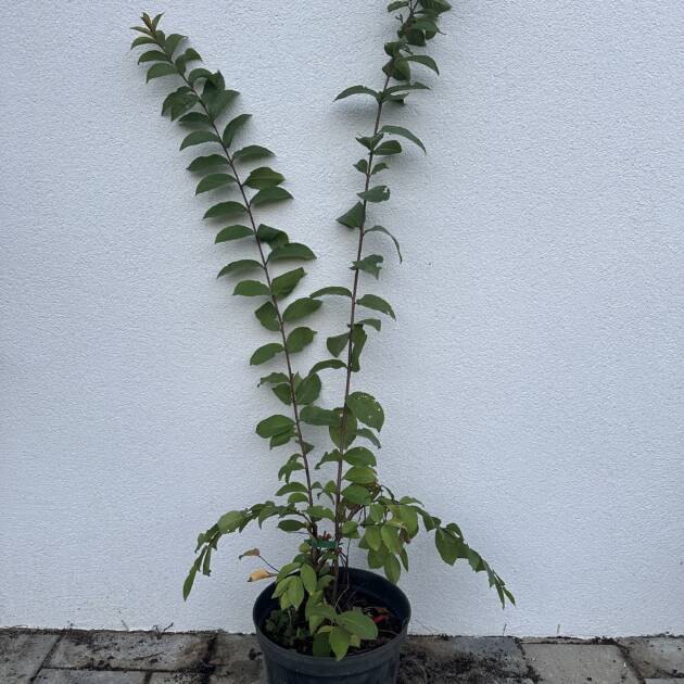 Kínai selyemmirtusz - Lagerstroemia indica ‘Tuskegee'
