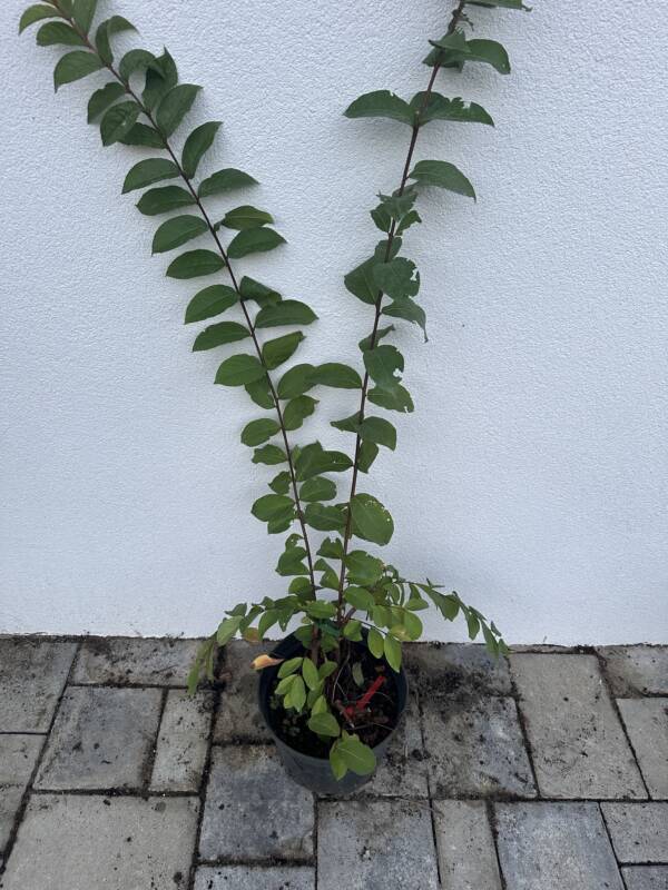 Kínai selyemmirtusz - Lagerstroemia indica ‘Tuskegee' - Image 2