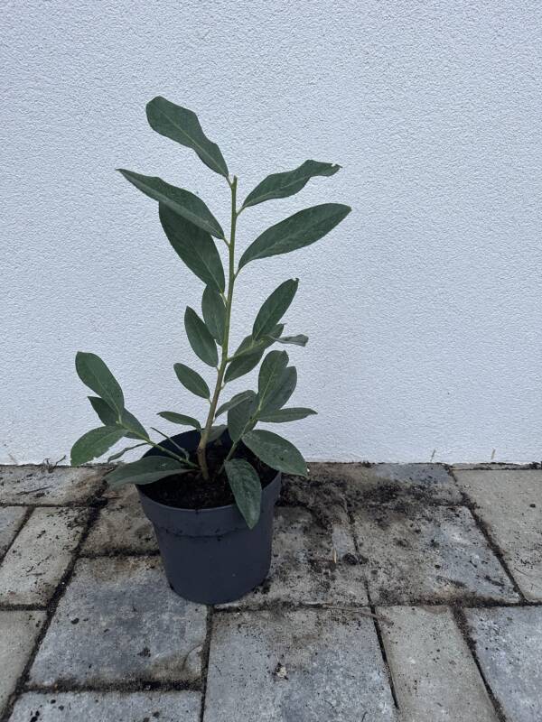 Oszlopos babérmeggy - Prunus laurocerasus ‘Genolia’
