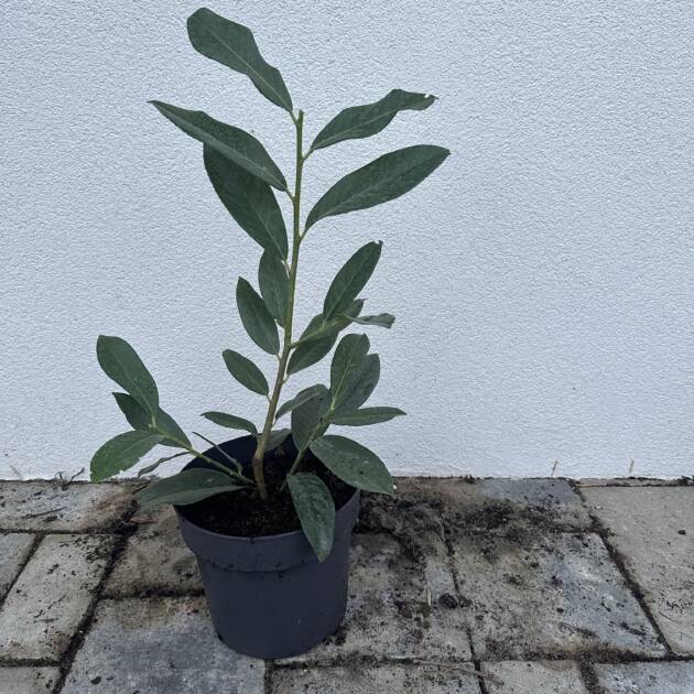 Oszlopos babérmeggy - Prunus laurocerasus ‘Genolia’