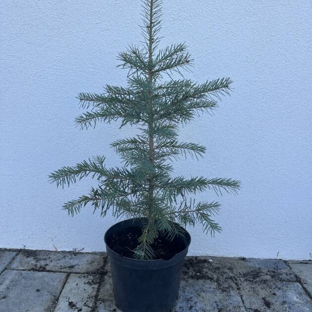 Kolorádói jegenyefenyő kolorádófenyő - Abies concolor