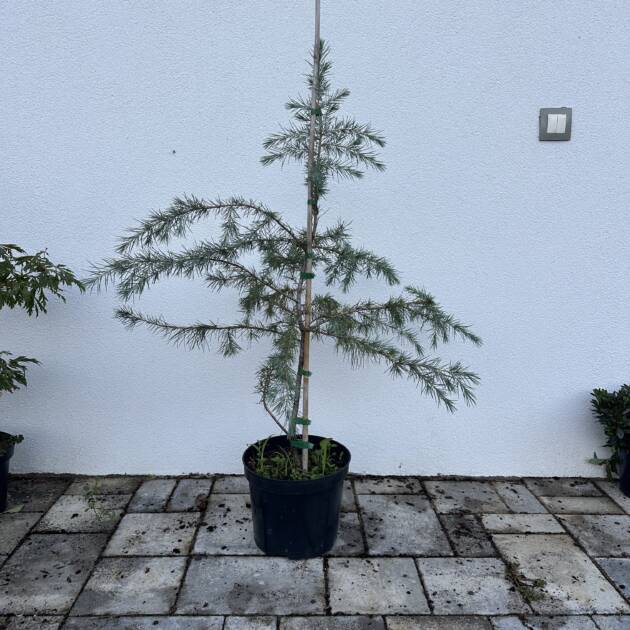 Himalájai Cédrus - Cedrus Deodara