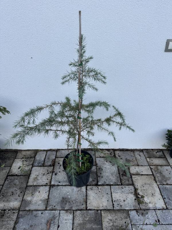Himalájai Cédrus - Cedrus Deodara - Image 2