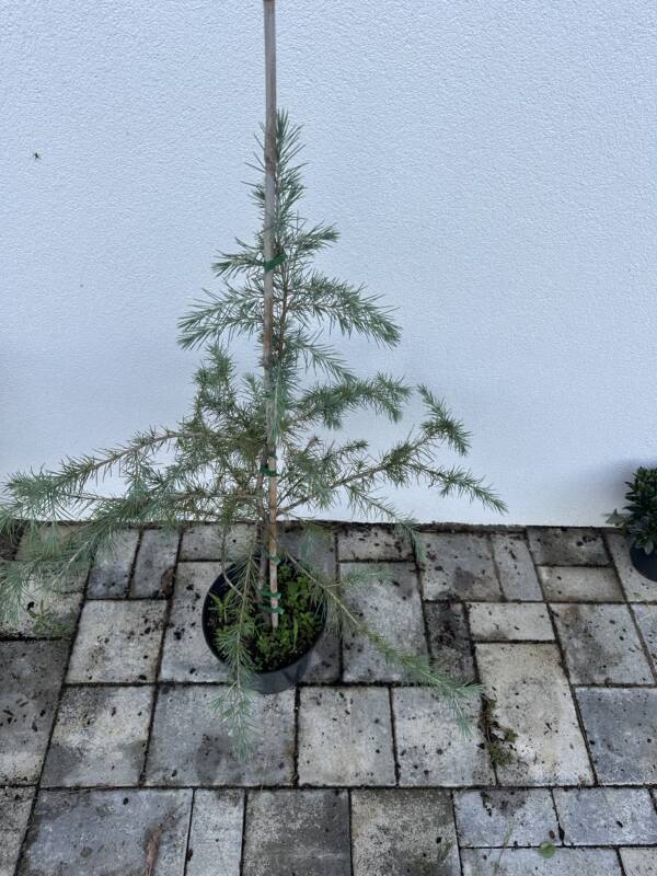 Himalájai Cédrus - Cedrus Deodara - Image 3