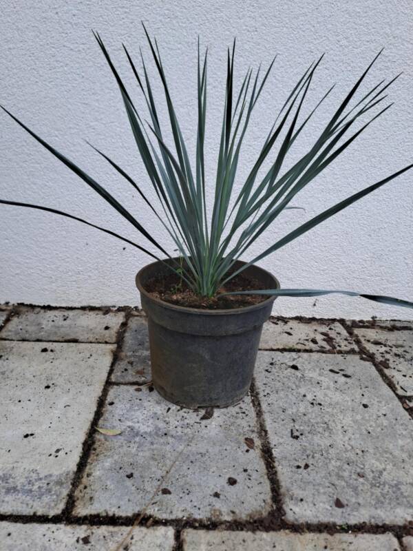 Csőröstokú pálmaliliom - Yucca rostrata