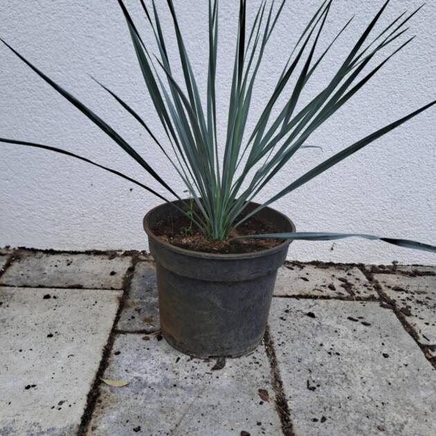 Csőröstokú pálmaliliom - Yucca rostrata