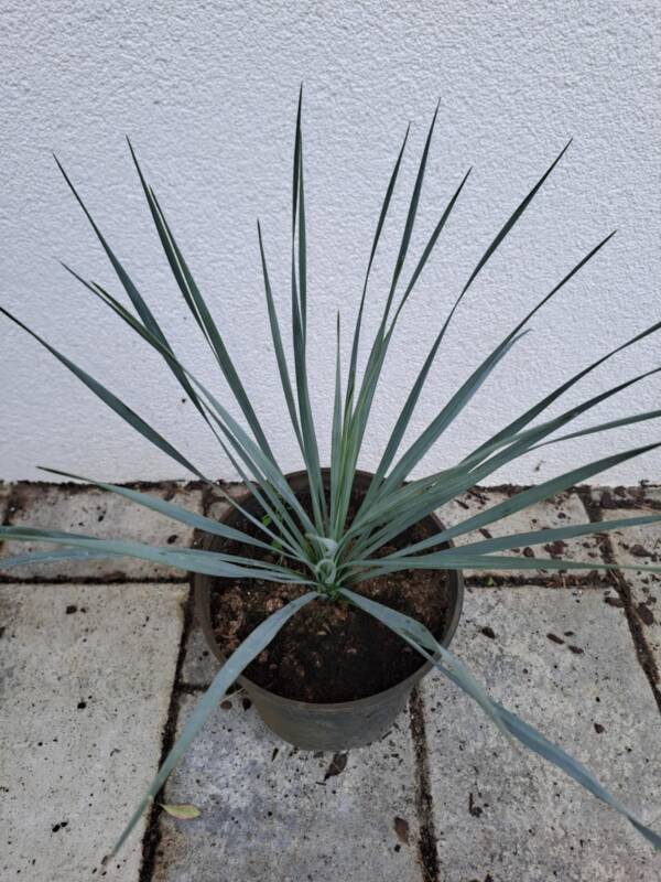 Csőröstokú pálmaliliom - Yucca rostrata - Image 2