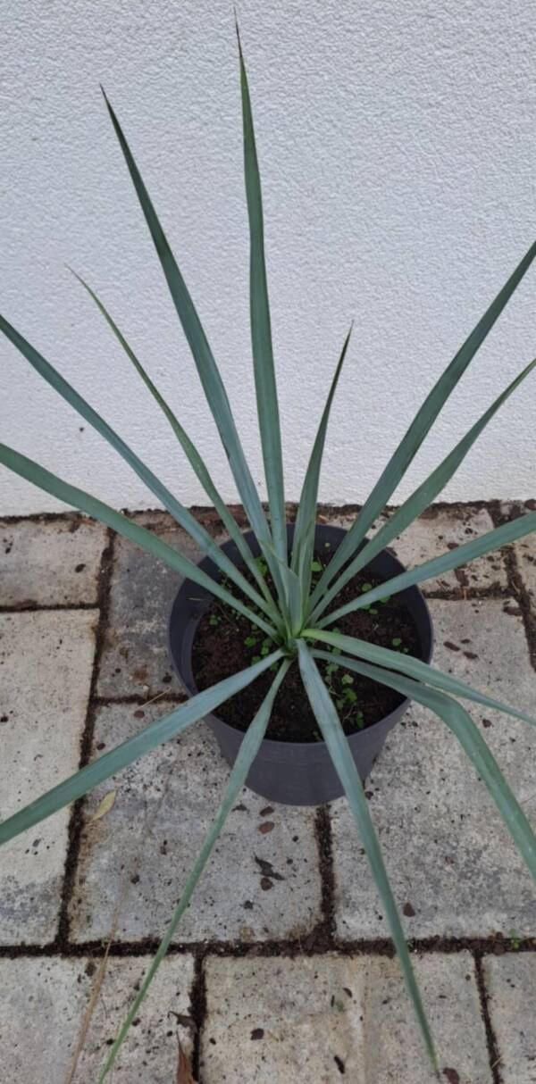 Yucca Rigida - Image 2