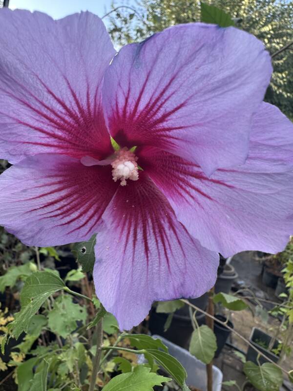 Rózsaszín virágú mályvacserje - Hibiscus syriacus ‘Maike’ - Image 3