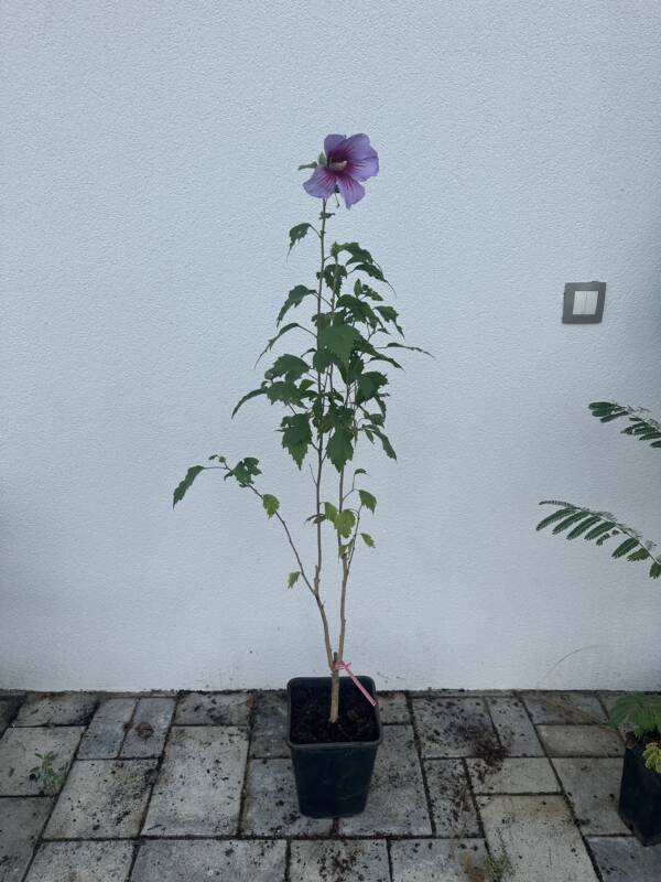 Rózsaszín virágú mályvacserje - Hibiscus syriacus ‘Maike’