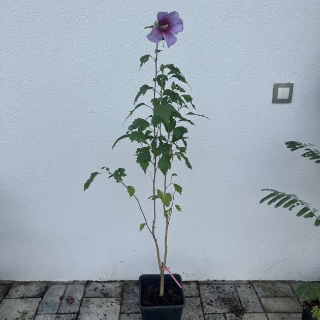 Rózsaszín virágú mályvacserje - Hibiscus syriacus ‘Maike’