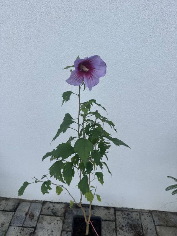 Rózsaszín virágú mályvacserje - Hibiscus syriacus ‘Maike’ - Image 2