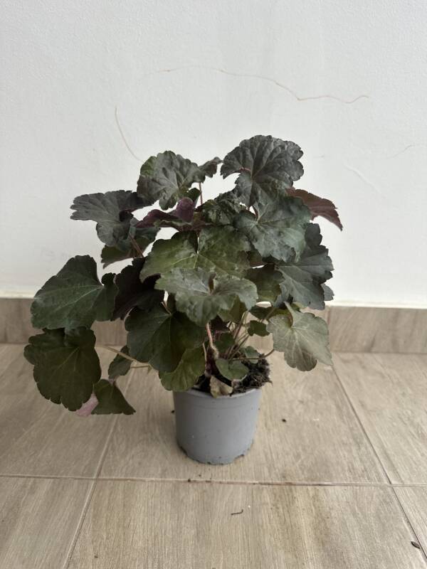 Tűzeső - Heuchera 'Purple Petticoats'