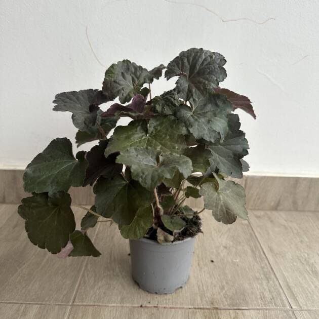 Tűzeső - Heuchera 'Purple Petticoats'