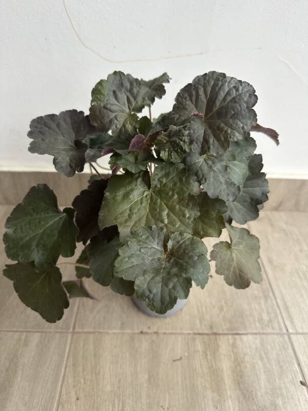 Tűzeső - Heuchera 'Purple Petticoats' - Image 2