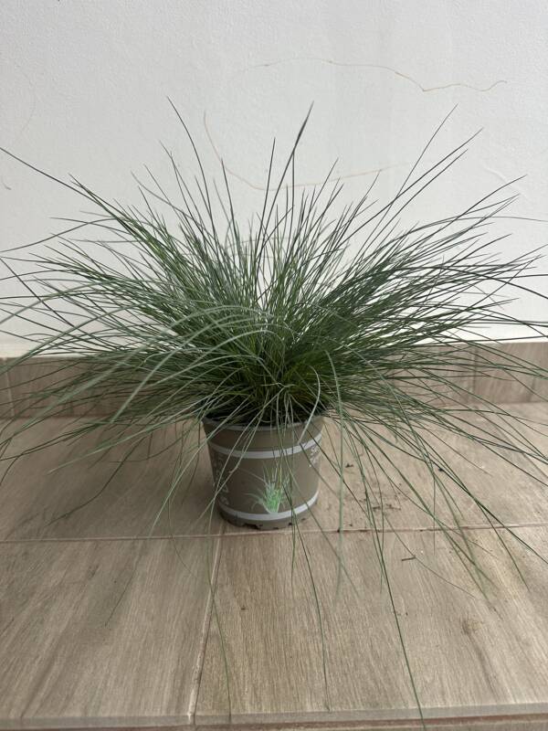 Festuca glauca
