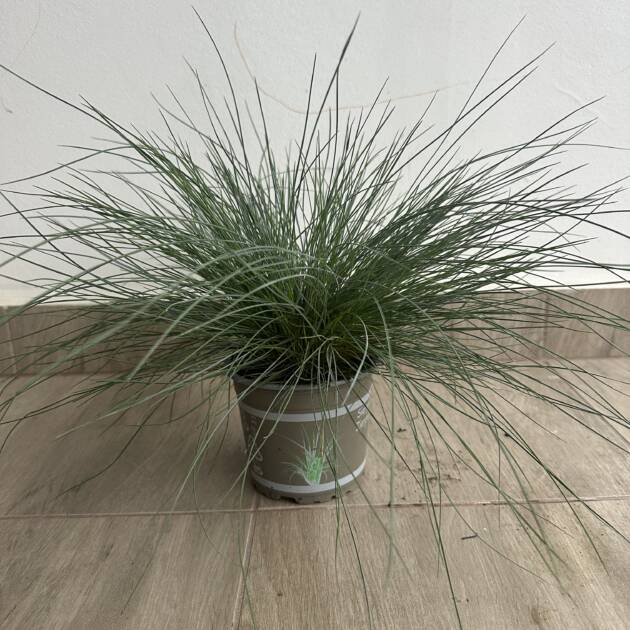 Festuca glauca