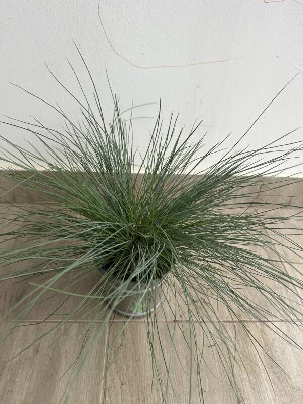 Festuca glauca - Image 2