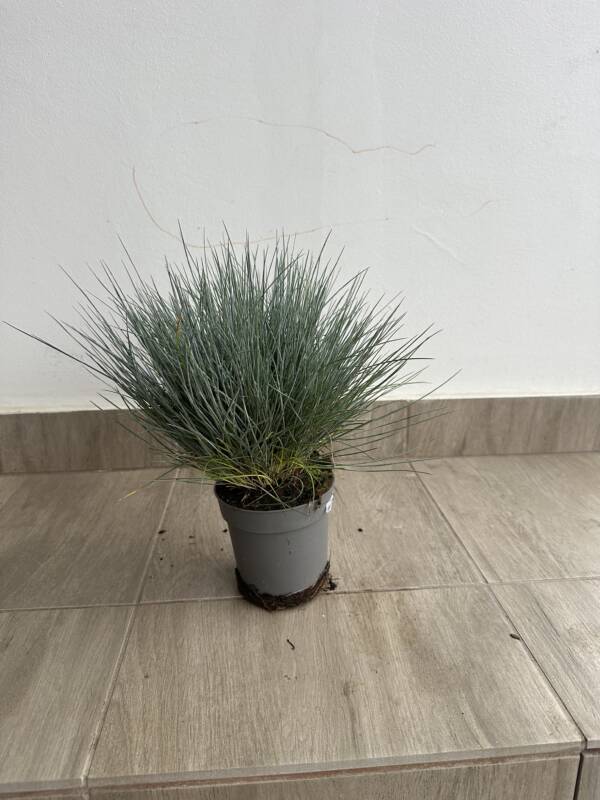 Festuca glauca Eisvogel