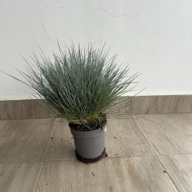 Festuca glauca Eisvogel