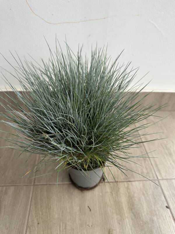Festuca glauca Eisvogel - Image 2