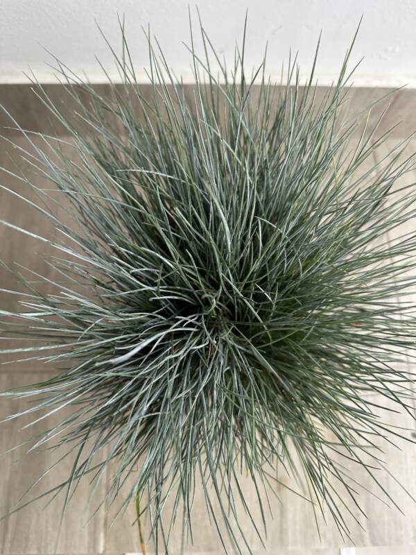 Festuca glauca Eisvogel - Image 3