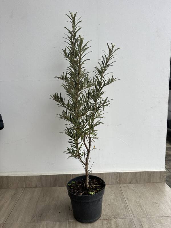 Homoktövis - Hippophae rhamnoides