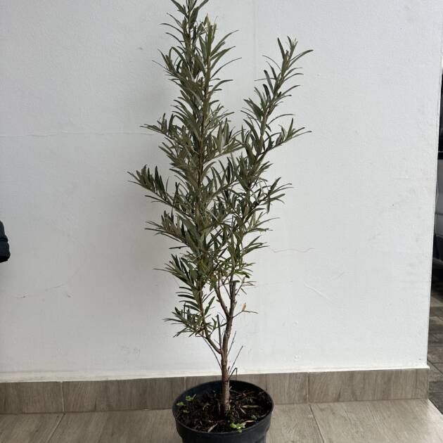 Homoktövis - Hippophae rhamnoides