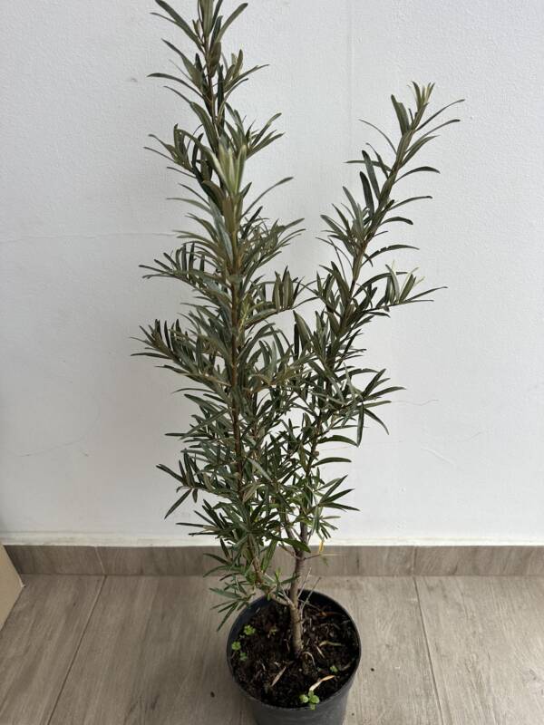 Homoktövis - Hippophae rhamnoides - Image 2