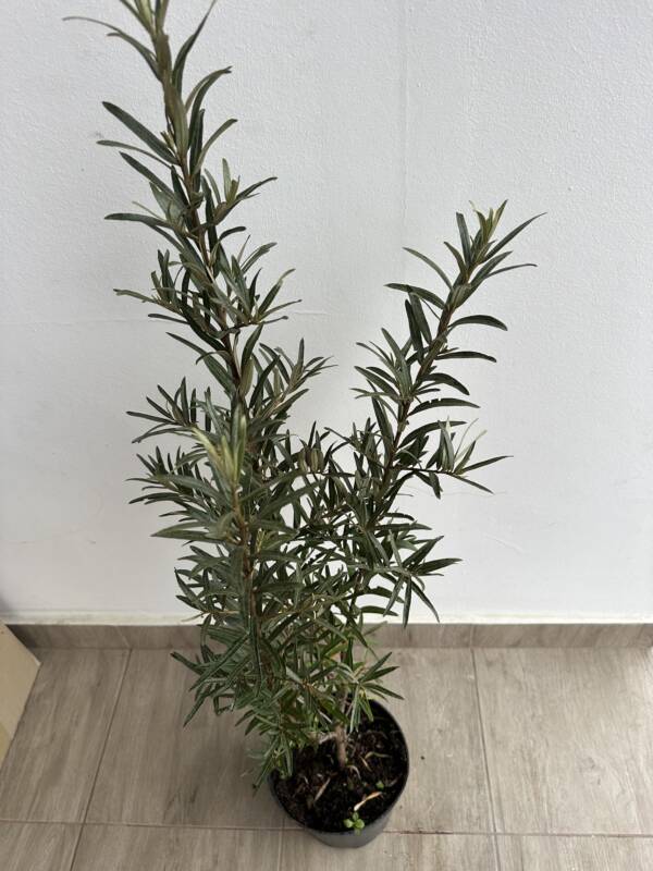 Homoktövis - Hippophae rhamnoides - Image 3