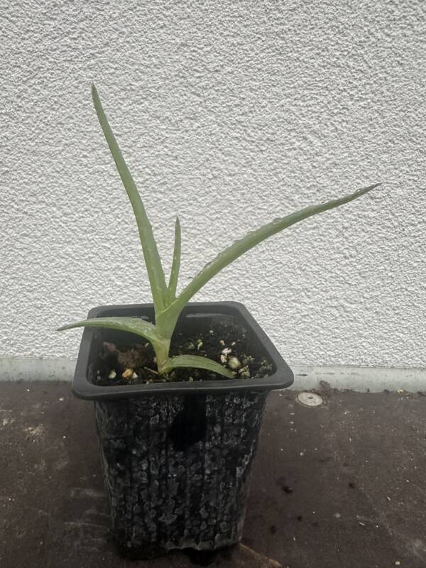 Aloe thraskii