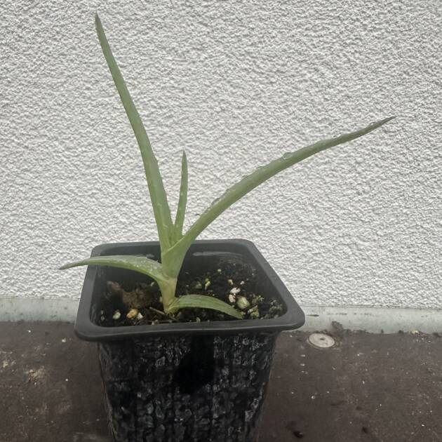 Aloe thraskii