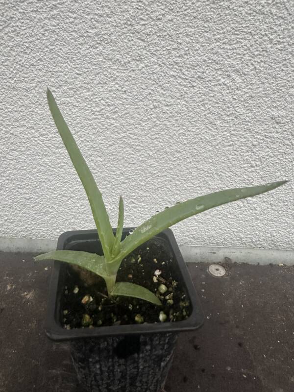 Aloe thraskii - Image 2