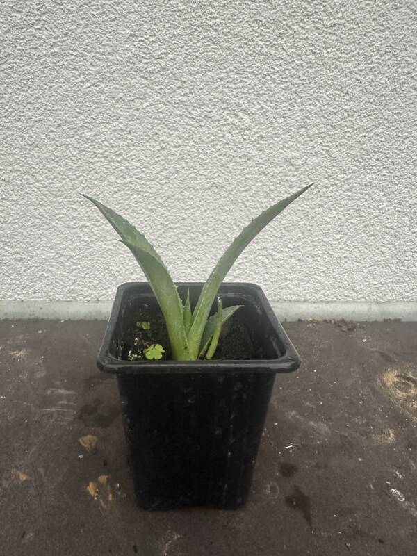 Óriás agávé - Agave chrysantha 'Giant'