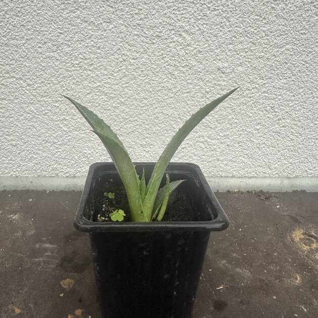 Óriás agávé - Agave chrysantha 'Giant'