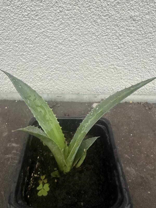 Óriás agávé - Agave chrysantha 'Giant' - Image 2