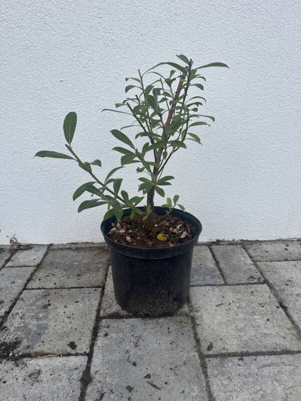 Rózsaszín barkafűz - Salix gracilistyla ’Mount Aso’ (bokor)