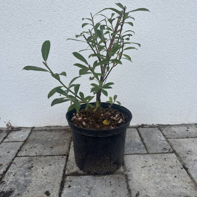Rózsaszín barkafűz - Salix gracilistyla ’Mount Aso’ (bokor)