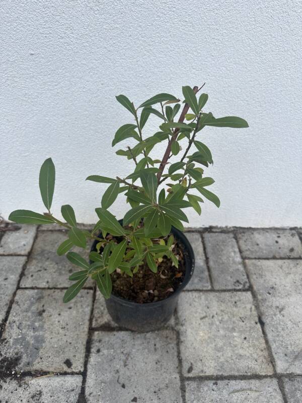 Rózsaszín barkafűz - Salix gracilistyla ’Mount Aso’ (bokor) - Image 2