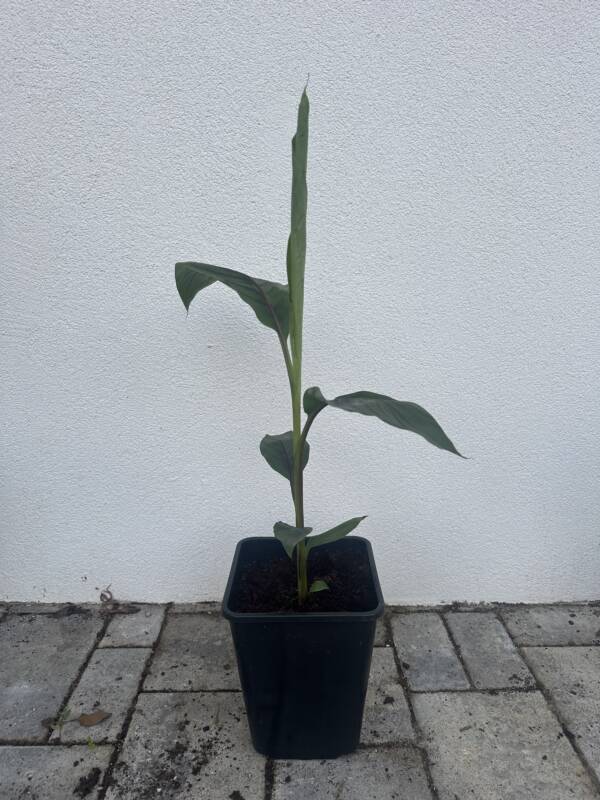 Musa sikkimensis 'Ever Red'