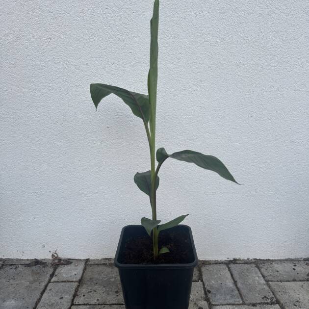 Musa sikkimensis 'Ever Red'