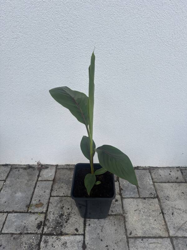 Musa sikkimensis 'Ever Red' - Image 2