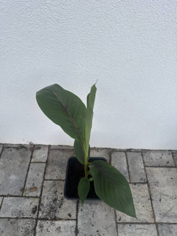 Musa sikkimensis 'Ever Red' - Image 3