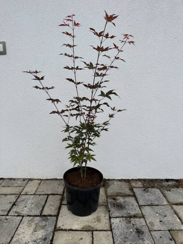 Acer palmatum 'Redwine'