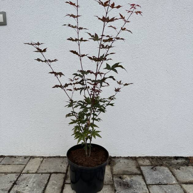 Acer palmatum 'Redwine'