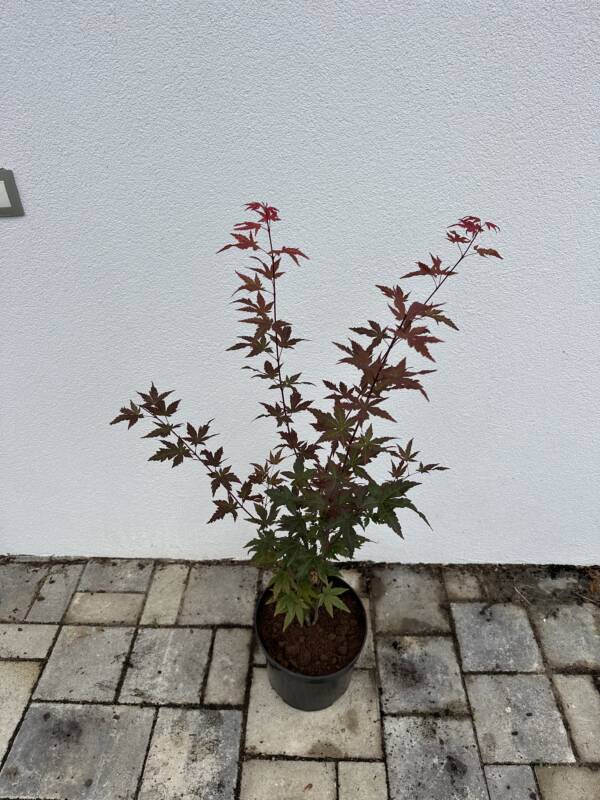 Acer palmatum 'Redwine' - Image 2