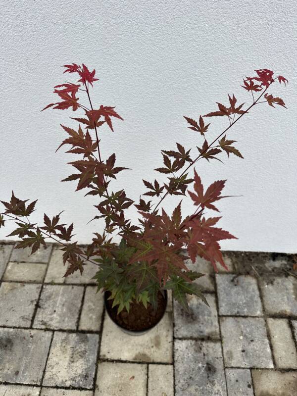 Acer palmatum 'Redwine' - Image 3
